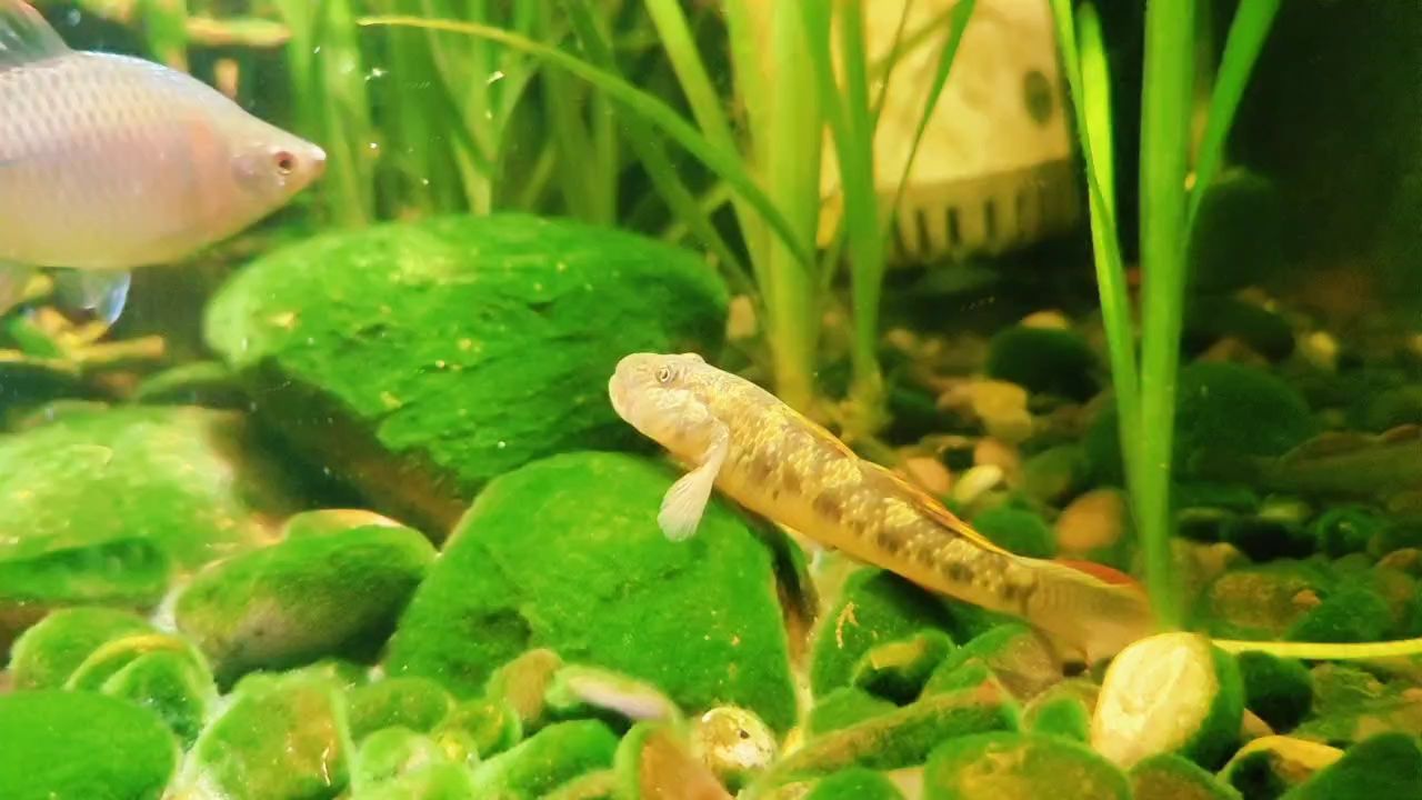 我的虎魚真菌感染了要怎么處理 四魚快,暢享鮮美滋味,開啟舌尖上的鮮香之旅 龍魚論壇 四魚快,暢享鮮美滋味,開啟舌尖上的鮮香之旅 四魚快,暢享鮮美滋味,開啟舌尖上的鮮香之旅 龍魚論壇