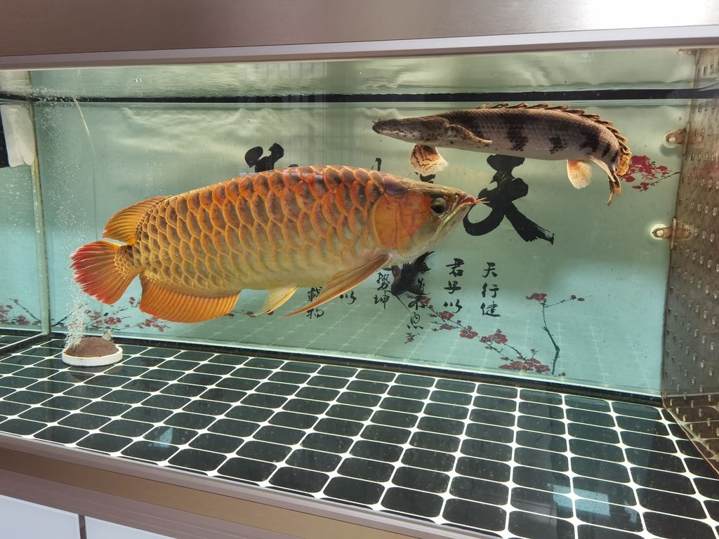 從歷史深處走來，探尋[具體主題]的演變脈絡與發展