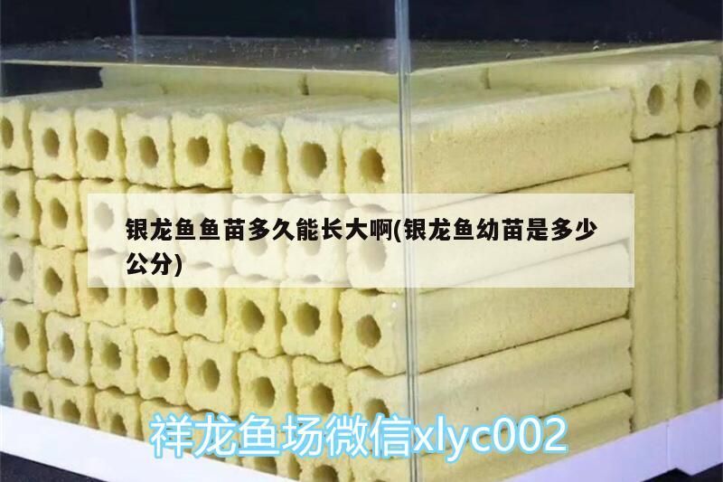 龍魚魚苗長成時間及幼苗公分數，成長