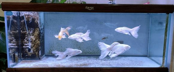 蝴蝶鯉壽命揭秘及飼養要點全解析