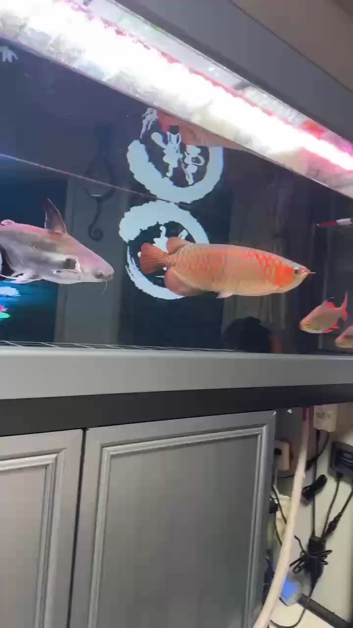 龍魚干蝦有營養嗎 好久未給龍哥更新,此次雖水中但亦有別樣 龍魚論壇 好久未給龍哥更新,此次雖水中但亦有別樣 好久未給龍哥更新,此次雖水中但亦有別樣 龍魚論壇