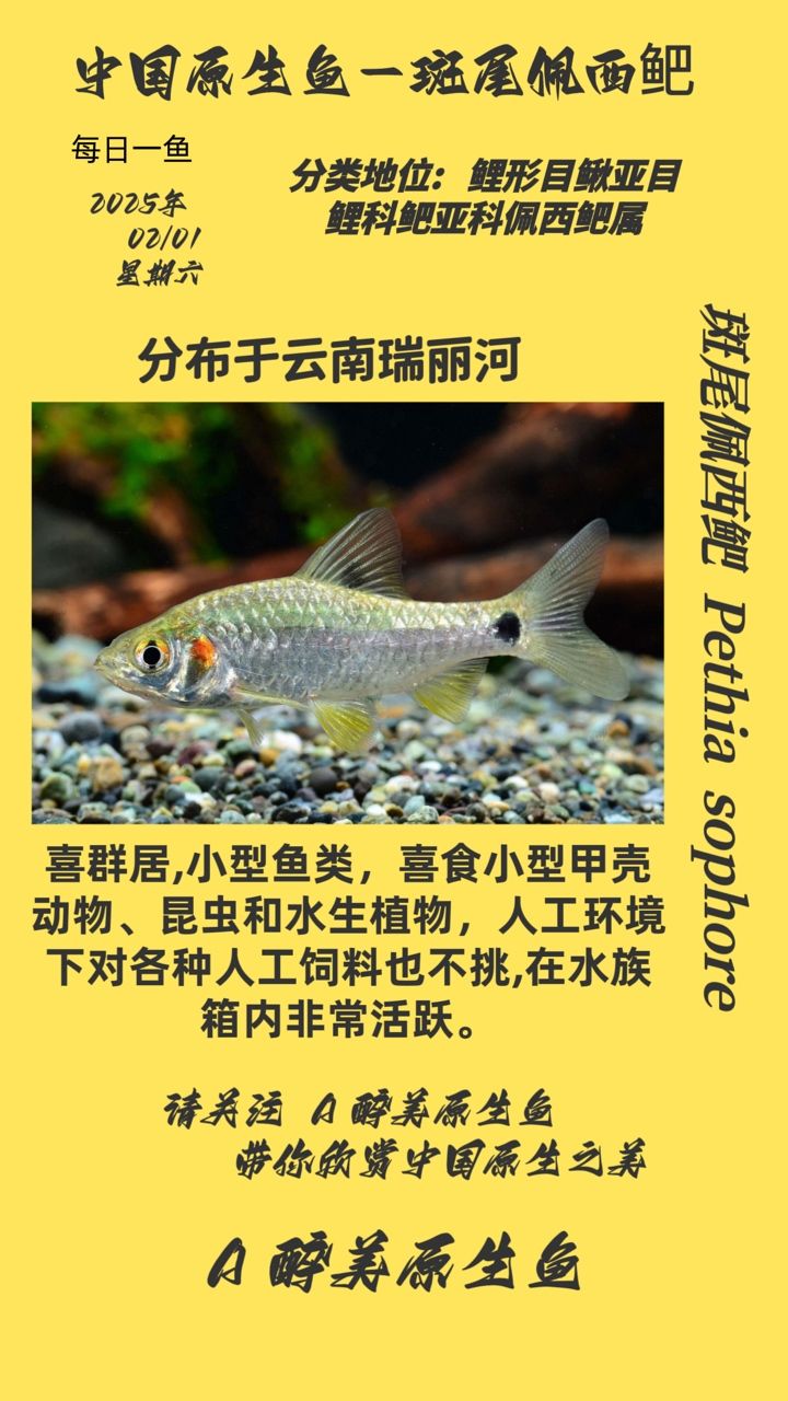 魚缸用增氧泵價(jià)格是多少:魚缸增氧機(jī)-xtrac增氧機(jī)-xtrac增氧機(jī) 魚類斑尾佩西鲃,獨(dú)特生態(tài)魅力與生存現(xiàn)狀探 龍魚論壇 魚類斑尾佩西鲃,獨(dú)特生態(tài)魅力與生存現(xiàn)狀探 魚類斑尾佩西鲃,獨(dú)特生態(tài)魅力與生存現(xiàn)狀探 龍魚論壇