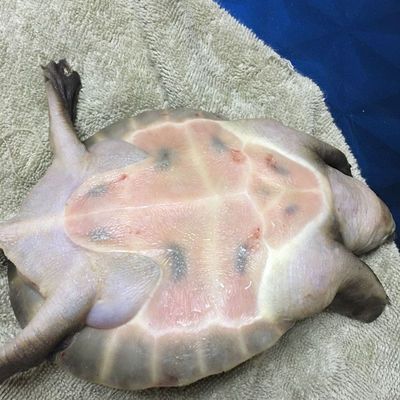 鼻龜爛甲腐皮渾身潰爛？