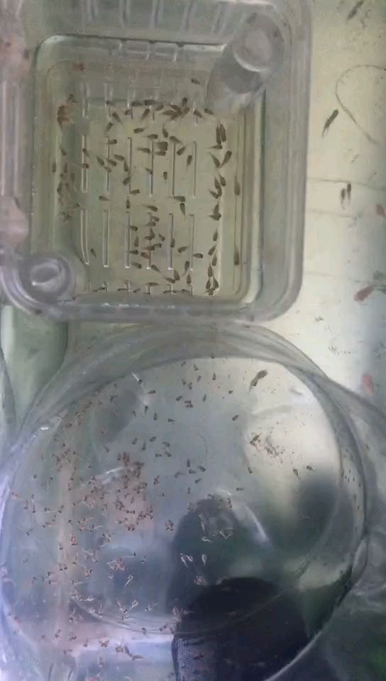 小魚，穿梭碧波間的奇妙生靈，水中世界的靈動精靈
