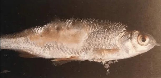 紋銀板魚常見疾病癥狀全解析及有效防治措施指南 紋銀板魚常見疾病癥狀全解析及有效防治措施指南 虎魚百科 第1張