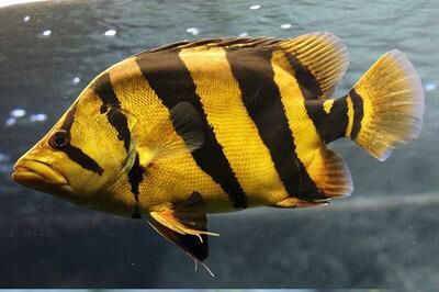 紋銀板魚常見疾病癥狀全解析及有效防治措施指南 紋銀板魚常見疾病癥狀全解析及有效防治措施指南 虎魚百科 第2張
