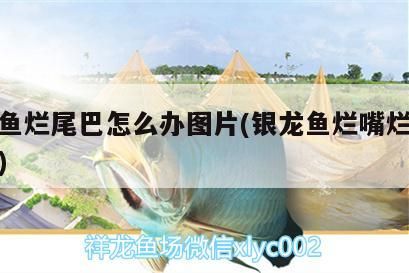 龍魚爛尾巴（嘴尾）咋辦？ 龍魚爛尾巴（嘴尾）咋辦？ 銀龍魚百科