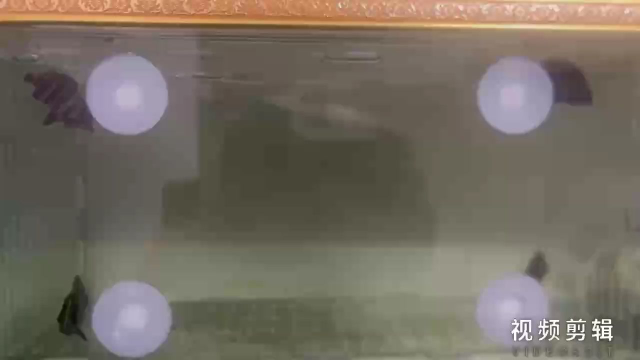 每日打卡，堅持的力量，見證點滴進步 每日打卡，堅持的力量，見證點滴進步 龍魚論壇