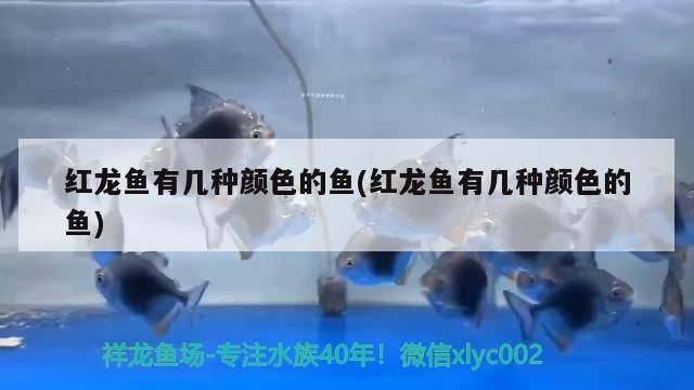 龍魚顏色多樣，探究其究竟有
