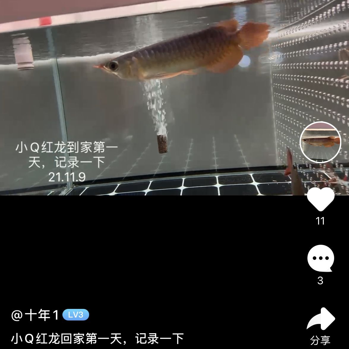 5 - 6年養魚心得淺淡，從新手到略有所成的養魚歷程