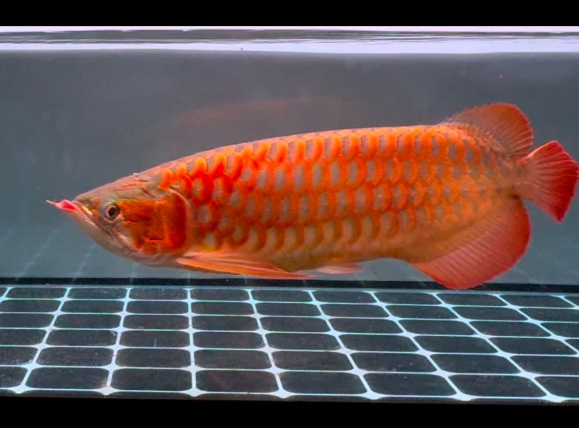 5 - 6年養魚心得淺淡，從新手到略有所成的養魚歷程