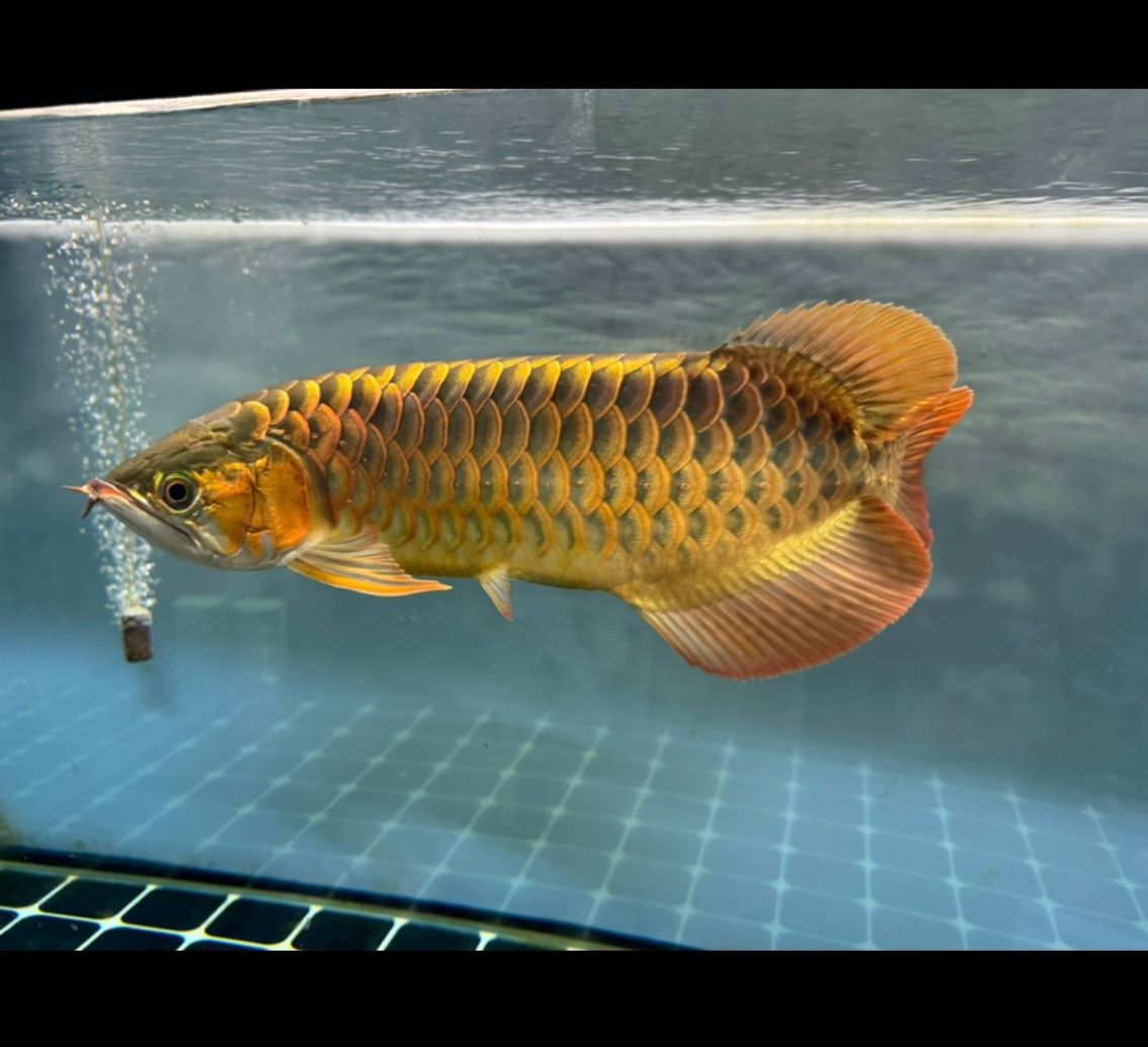 5 - 6年養魚心得淺淡，從新手到略有所成的養魚歷程