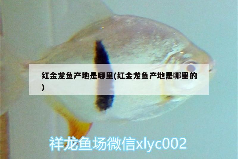 哪里有賣觀賞魚藥及小魚的店鋪？ 哪里有賣觀賞魚藥及小魚的店鋪？ 全國水族館企業(yè)名錄 第2張