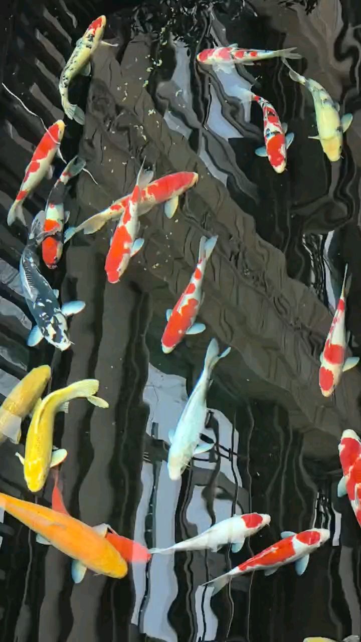 水比殺菌更重要，家庭水質(zhì)維護(hù)的 水比殺菌更重要，家庭水質(zhì)維護(hù)的 龍魚(yú)論壇