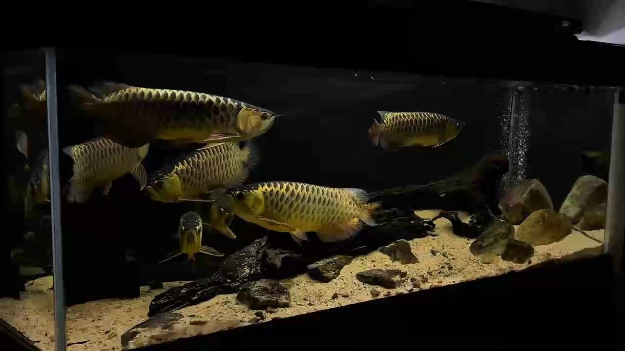 弟戀遭擾矛盾升級，雙方劍 弟戀遭擾矛盾升級，雙方劍 龍魚論壇