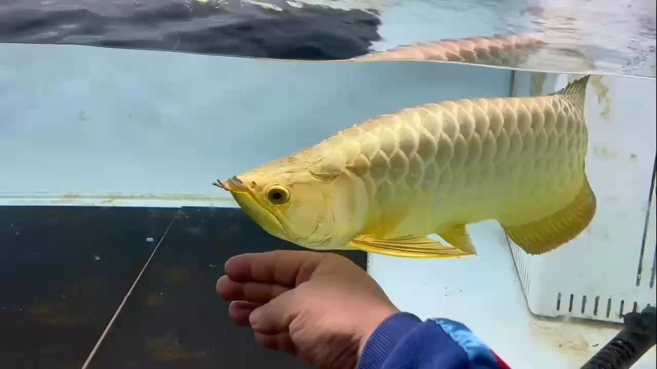 年初三，點關注，分享龍魚美好，共賞別 年初三，點關注，分享龍魚美好，共賞別 龍魚論壇
