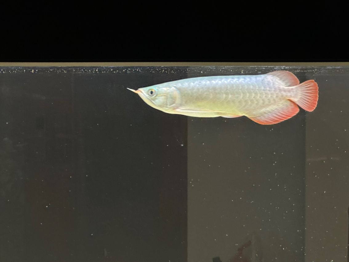 新年好呀，新年好，共迎新年，暢享佳節(jié)
