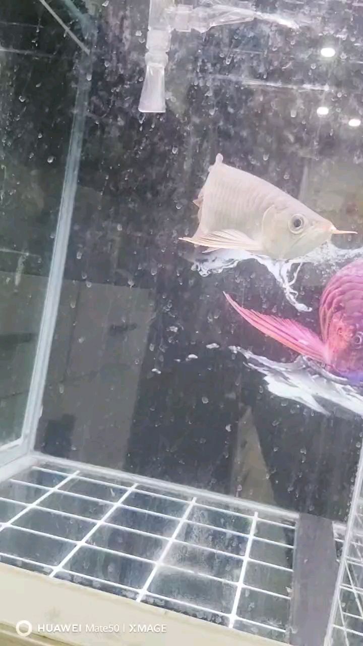 龍魚鑒賞疑惑，有大師能幫忙看看這是不是紅龍