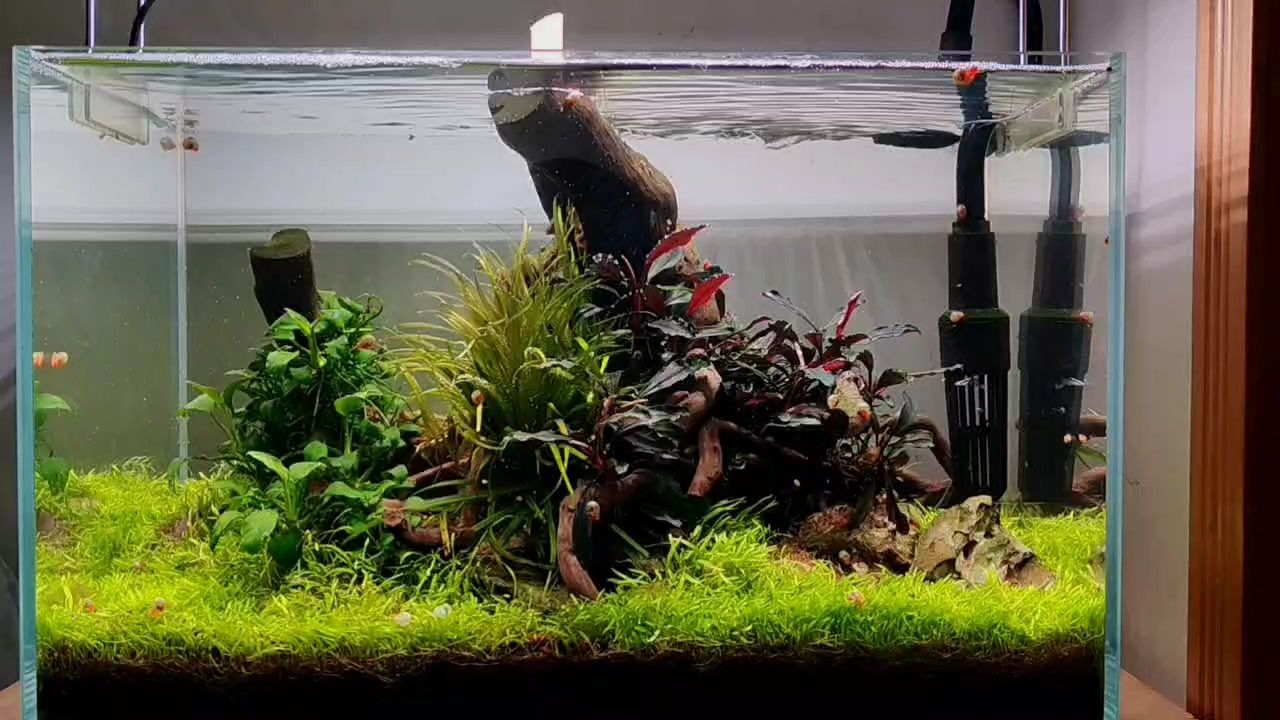 40草缸小景，方寸之間，演繹自然水下