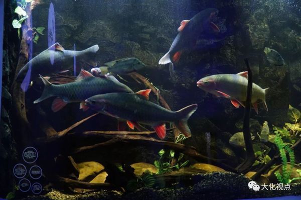 上海海洋水族館企劃崗位要求解析，學歷及其他條件