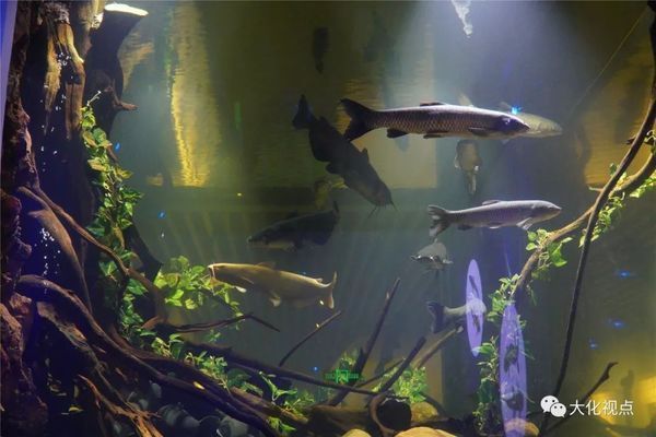 上海海洋水族館企劃崗位要求解析，學歷及其他條件