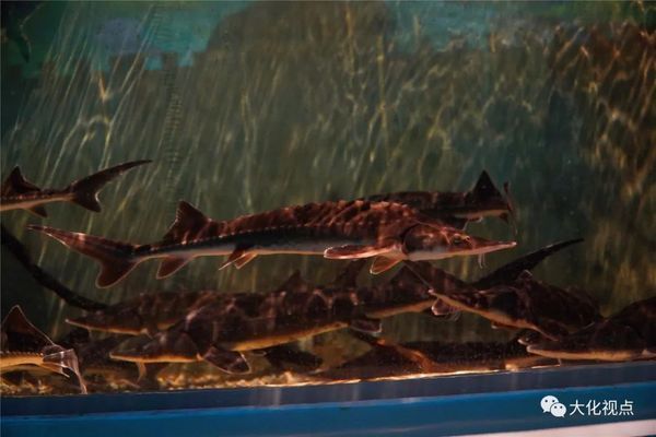 上海海洋水族館企劃崗位要求解析，學歷及其他條件