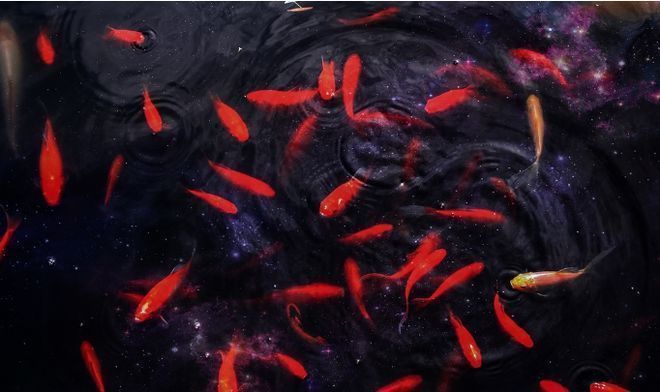 貓魚爛鰓病日常護理要點及