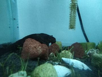 8 米魚缸養(yǎng)魚攻略，探尋適合此尺寸缸