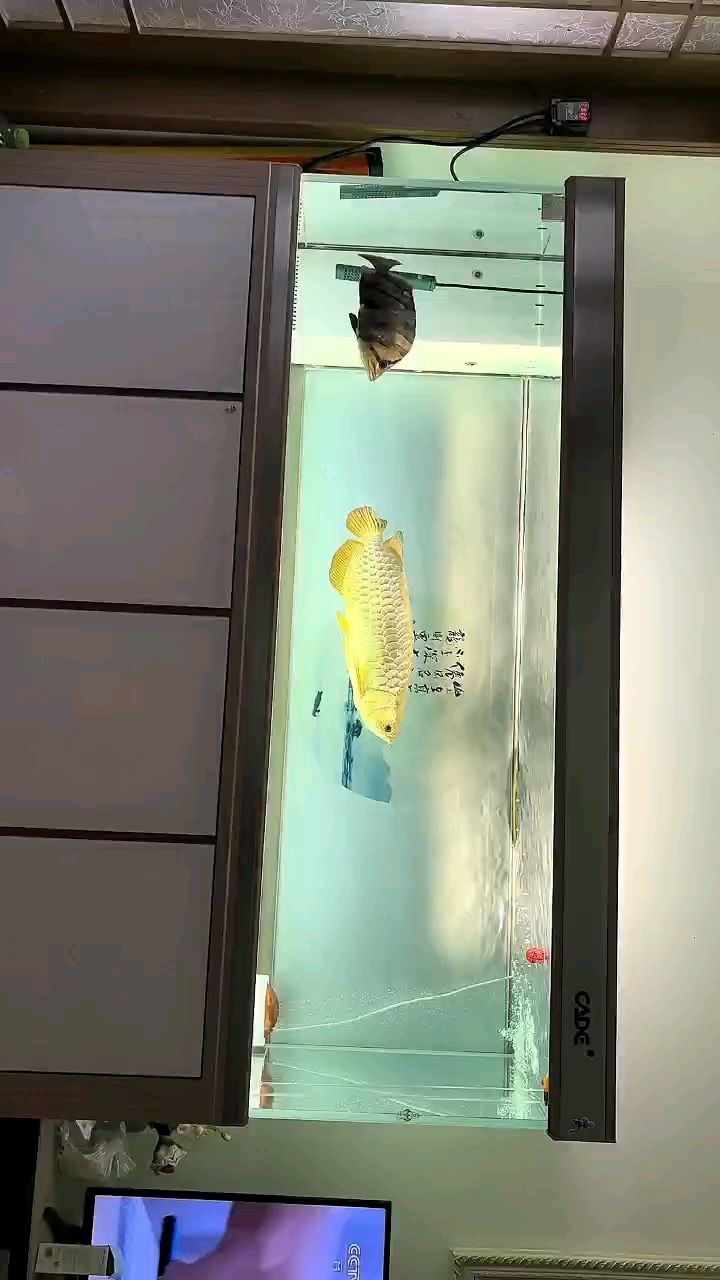 陪伴家人廿載,寶石見證 龍魚論壇 第1張 陪伴家人廿載,寶石見證 陪伴家人廿載,寶石見證 龍魚論壇 第1張