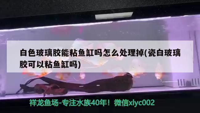 玻璃膠能否粘魚缸及瓷白玻璃膠粘魚缸相關問題解析
