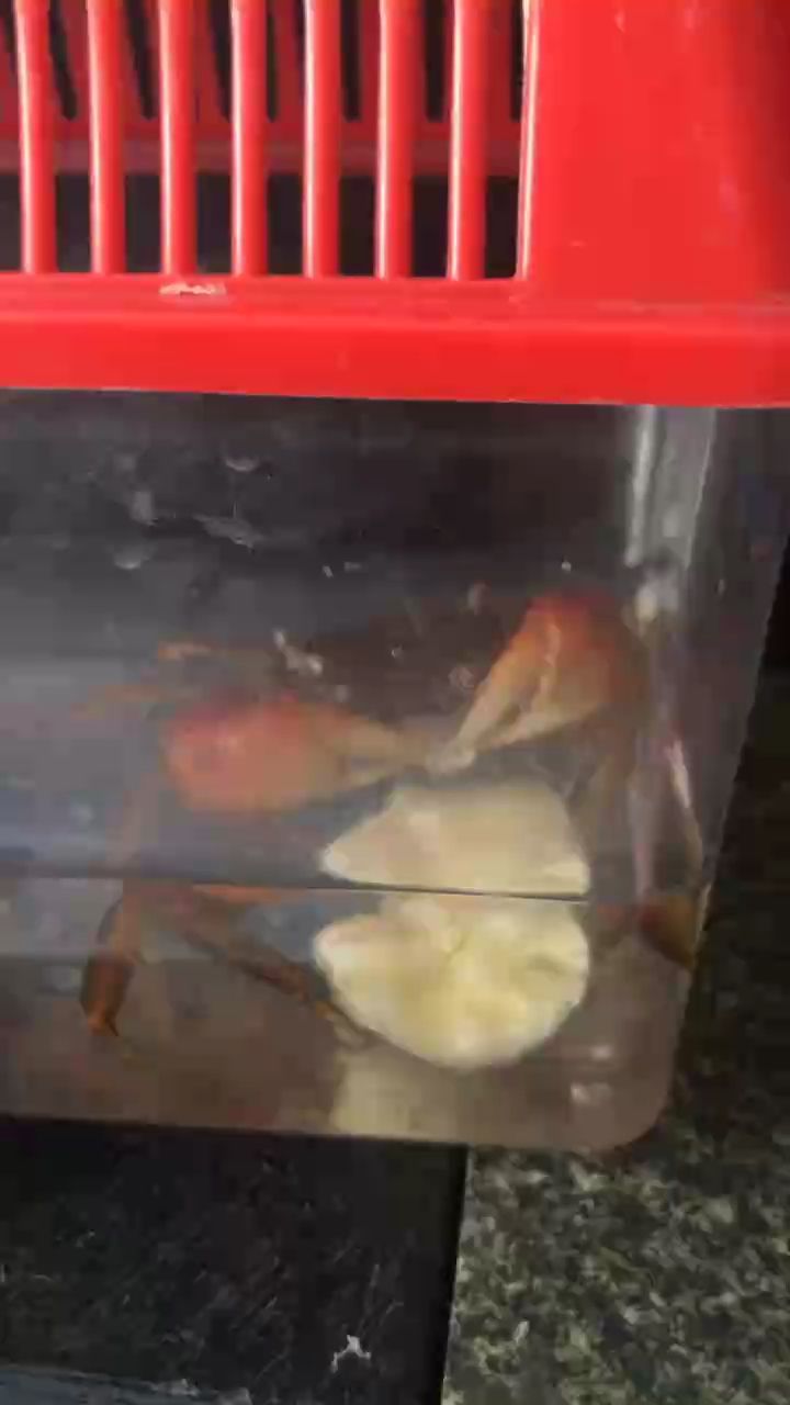 金秋蟹肥時，陽澄湖大閘蟹，一場味蕾與文化的盛宴