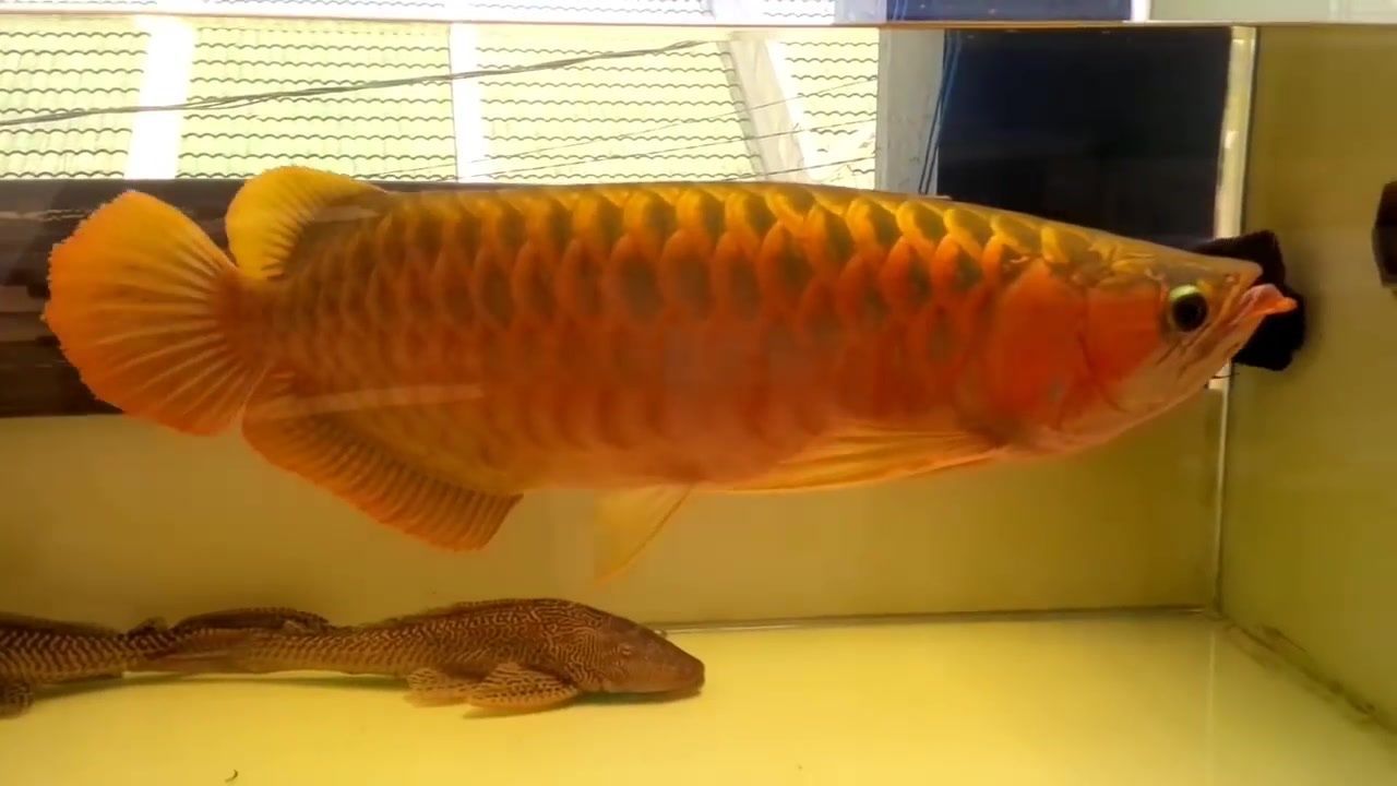龍魚品相鑒定常見(jiàn)誤區(qū)，這些細(xì)節(jié)你注意到了嗎？