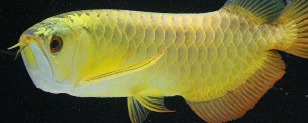 龍魚品相鑒定常見(jiàn)誤區(qū)，這些細(xì)節(jié)你注意到了嗎？