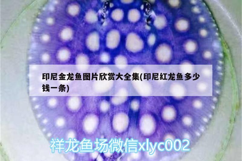 有哪些藥物可以治療龍魚鰓蓋爛洞，龍魚鰓蓋爛洞怎么辦