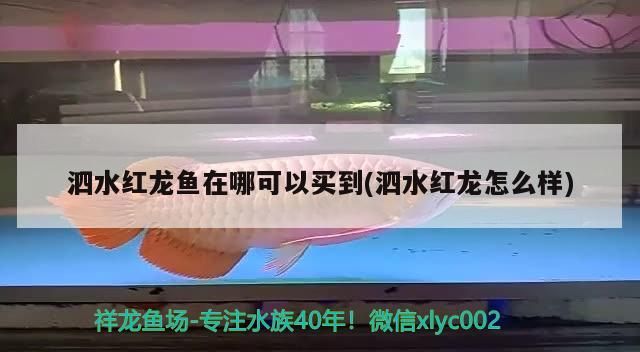 金龍魚 水紅龍魚購(gòu)買渠道及品質(zhì)特點(diǎn)全解析(附泗水紅龍魚詳細(xì)介紹) 泗水龍魚 水紅龍魚購(gòu)買渠道及品質(zhì)特點(diǎn)全解析(附泗水紅龍魚詳細(xì)介紹) 水紅龍魚購(gòu)買渠道及品質(zhì)特點(diǎn)全解析(附泗水紅龍魚詳細(xì)介紹) 泗水龍魚