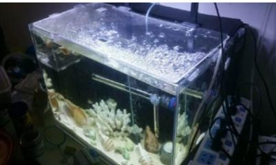 0L魚(yú)缸濾材用量、選擇及 0L魚(yú)缸濾材用量、選擇及 魚(yú)缸百科 第4張