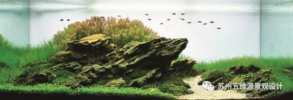 8厘米魚缸造景全攻略，設計