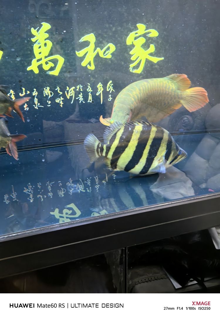 天花板，空間之上的顏值擔當與實用功能奧秘解析