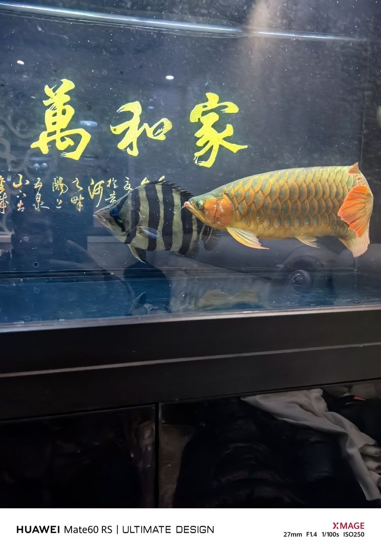 天花板，空間之上的顏值擔當與實用功能奧秘解析