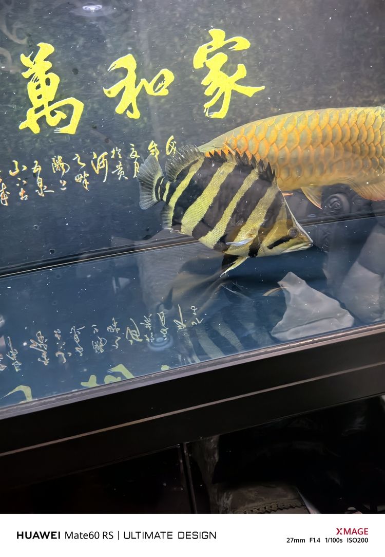 天花板，空間之上的顏值擔當與實用功能奧秘解析