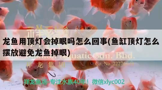湖龍魚藥水，仟湖紅龍魚專屬養(yǎng)護(hù)，助力愛 湖龍魚藥水，仟湖紅龍魚專屬養(yǎng)護(hù)，助力愛 仟湖 第3張