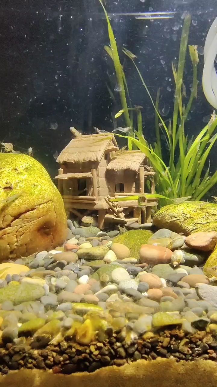 龍魚怕什么 魚快,初二階段魚類生長加速,養(yǎng)殖管理要點及市場前景 龍魚論壇 魚快,初二階段魚類生長加速,養(yǎng)殖管理要點及市場前景 魚快,初二階段魚類生長加速,養(yǎng)殖管理要點及市場前景 龍魚論壇