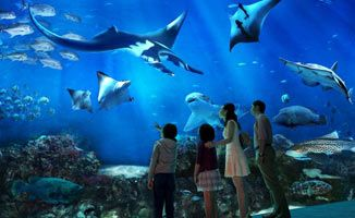 海洋水族館，專門飼養展示水生動植物的奇妙場所