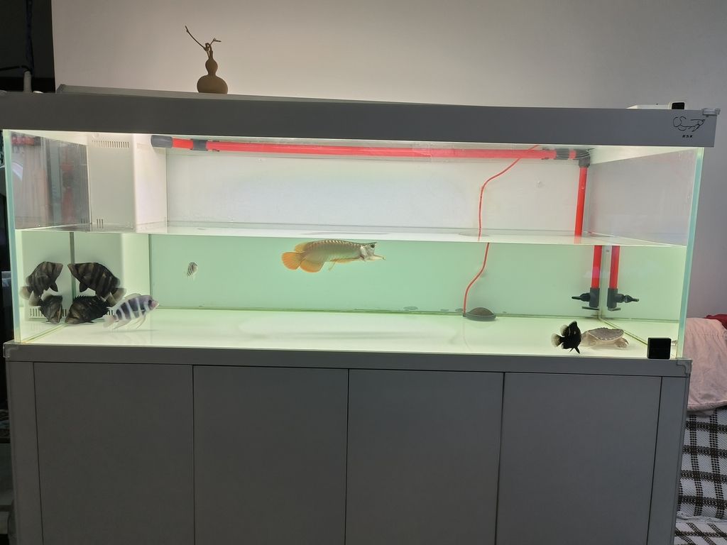 擦缸換換水，魚兒暢游心歡暢，生活 擦缸換換水，魚兒暢游心歡暢，生活 龍魚論壇 第1張