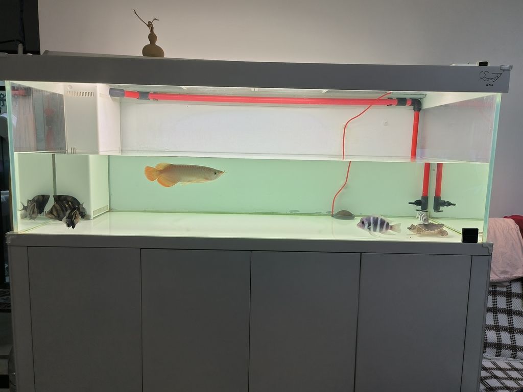 擦缸換換水，魚兒暢游心歡暢，生活 擦缸換換水，魚兒暢游心歡暢，生活 龍魚論壇 第3張