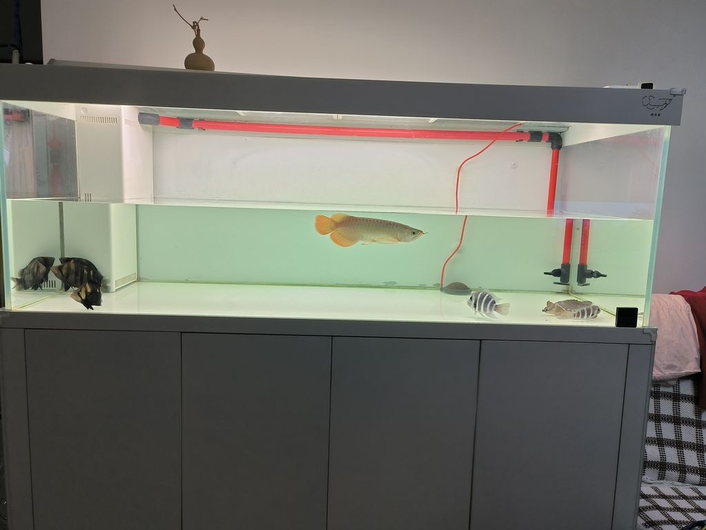 擦缸換換水，魚兒暢游心歡暢，生活 擦缸換換水，魚兒暢游心歡暢，生活 龍魚論壇 第4張