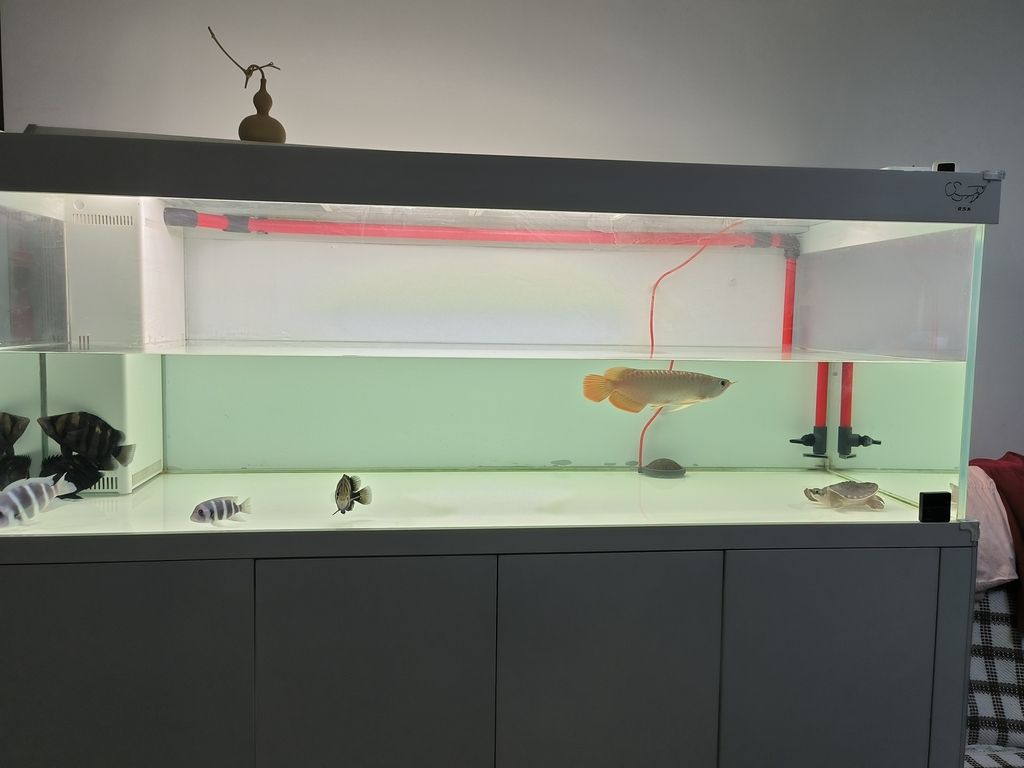 擦缸換換水，魚兒暢游心歡暢，生活 擦缸換換水，魚兒暢游心歡暢，生活 龍魚論壇 第5張