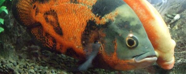 紅龍魚養殖全攻略視頻，打造水族箱中璀璨