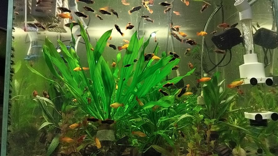 水草生生不息，水下綠色世界的繁衍奧秘與生態奇跡 水草生生不息，水下綠色世界的繁衍奧秘與生態奇跡 龍魚論壇