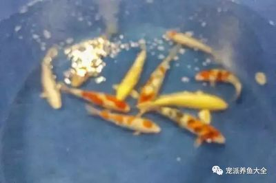 皇冠魟魚價格受多種因素影響，究竟有哪些因素左右其價位